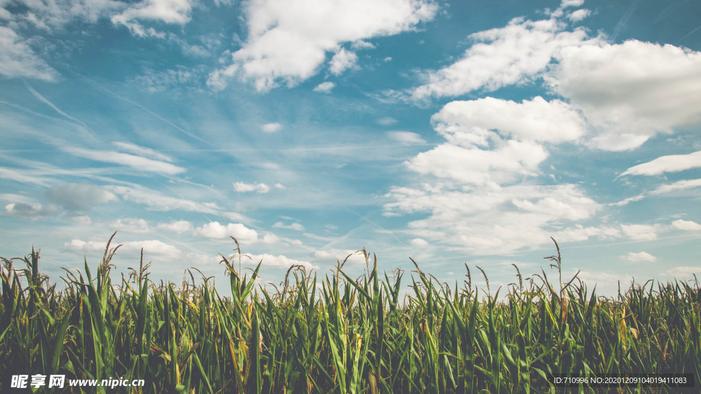 蓝天白云玉米地