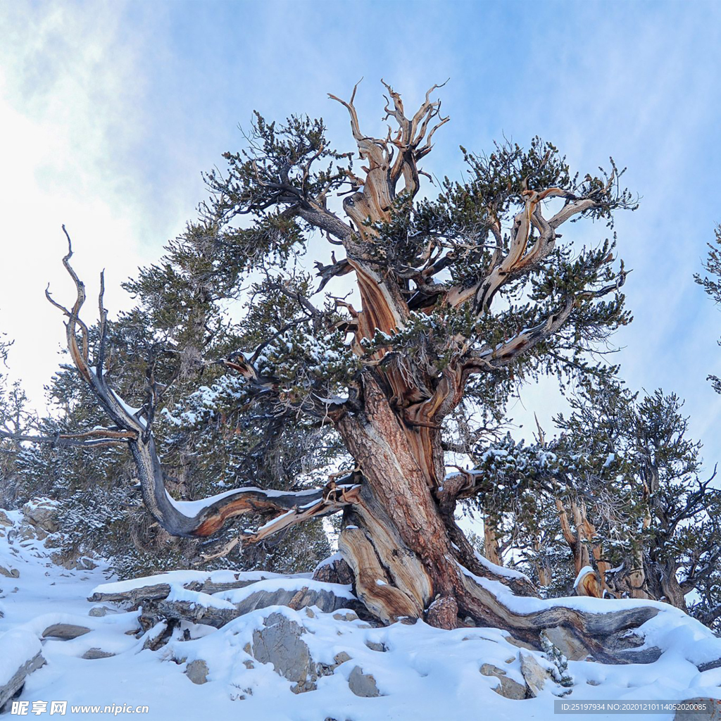 雪景
