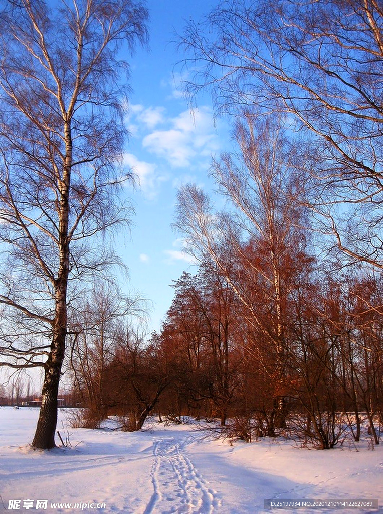 雪景