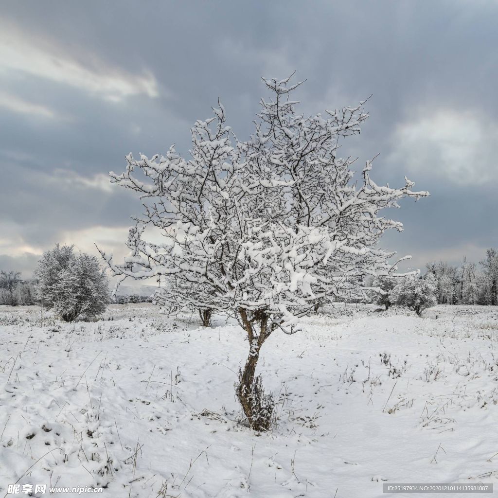 雪景