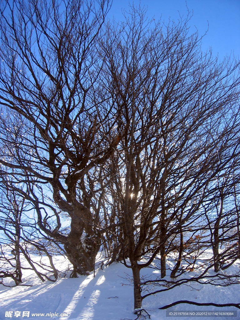 雪景