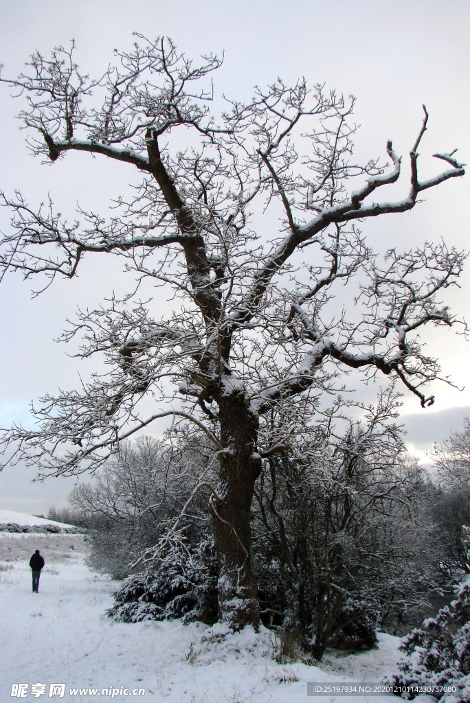 雪景