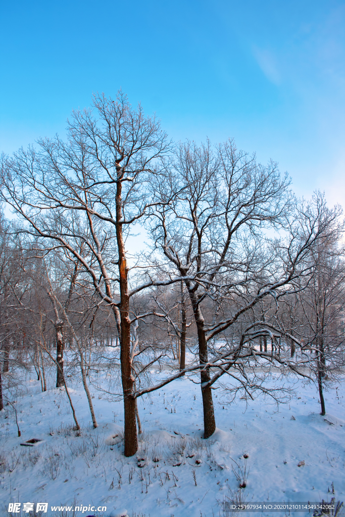 雪景