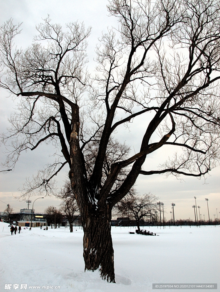雪景