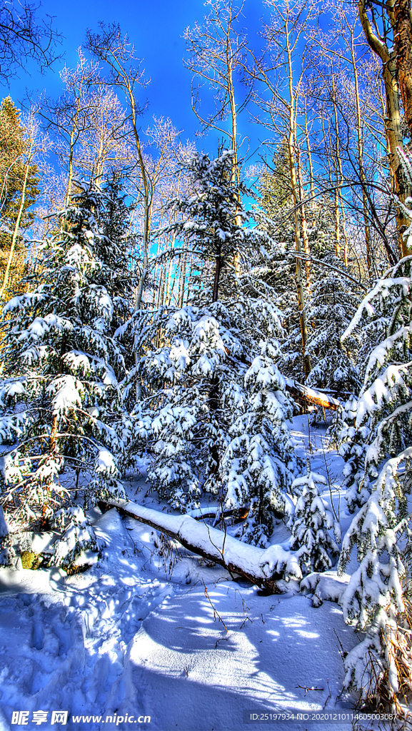 雪景