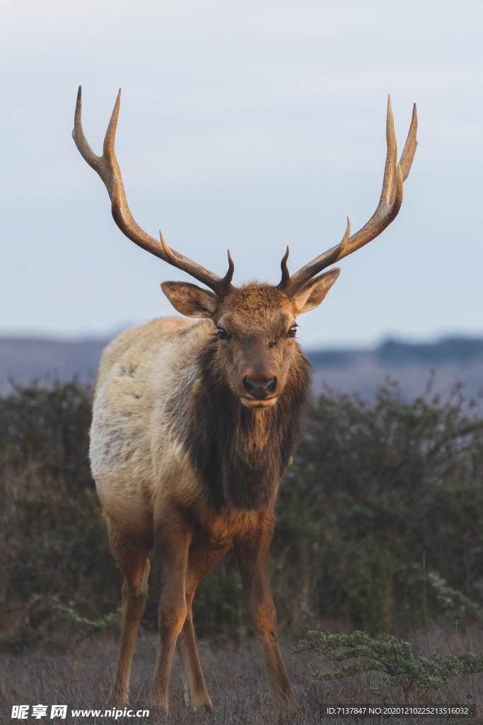 麋鹿照片
