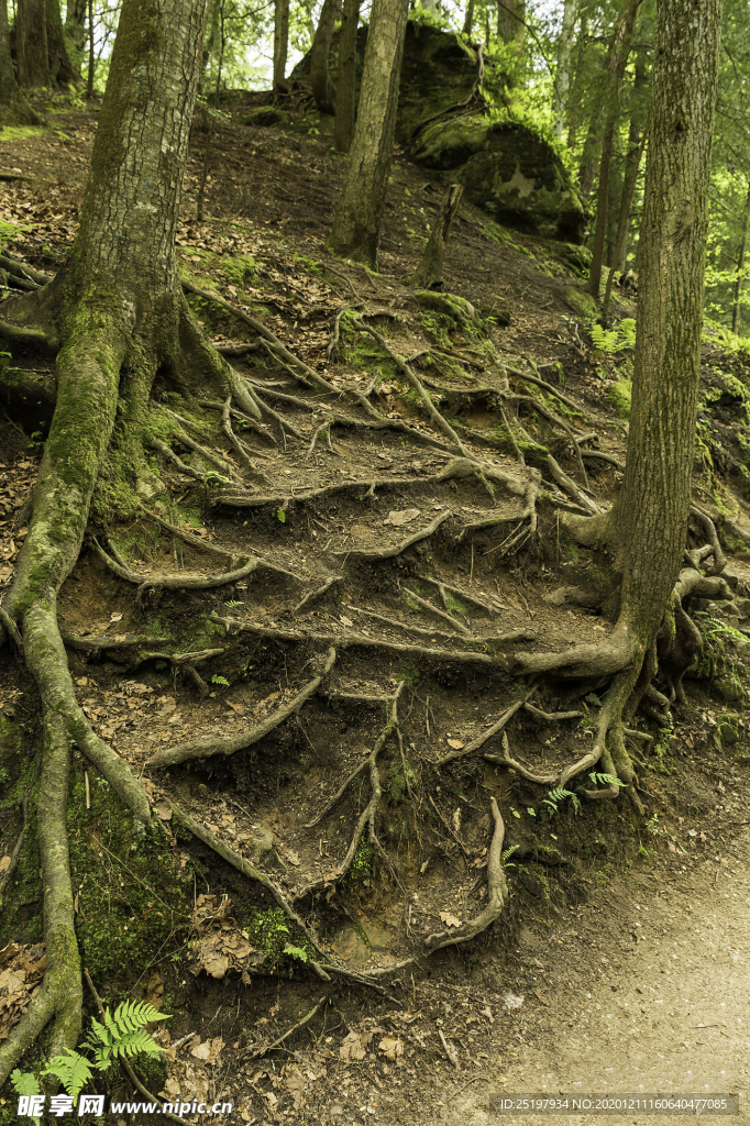 风景