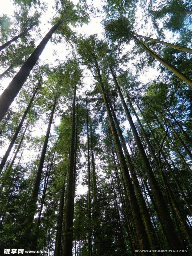 森林