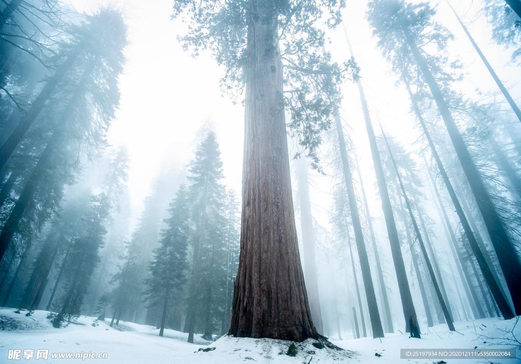 雪景