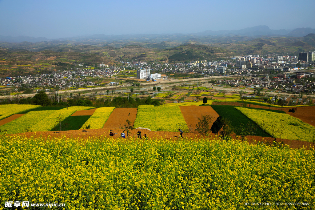 陇南油菜花