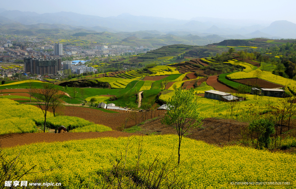 陇南油菜花