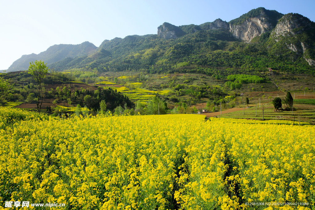陇南油菜花
