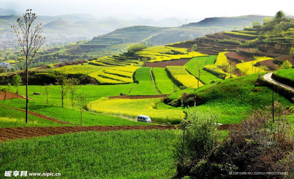 陇南油菜花
