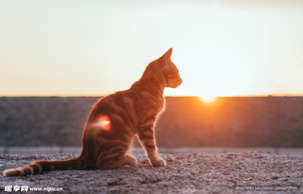 晚霞 夕阳 彩霞 风景图片 猫