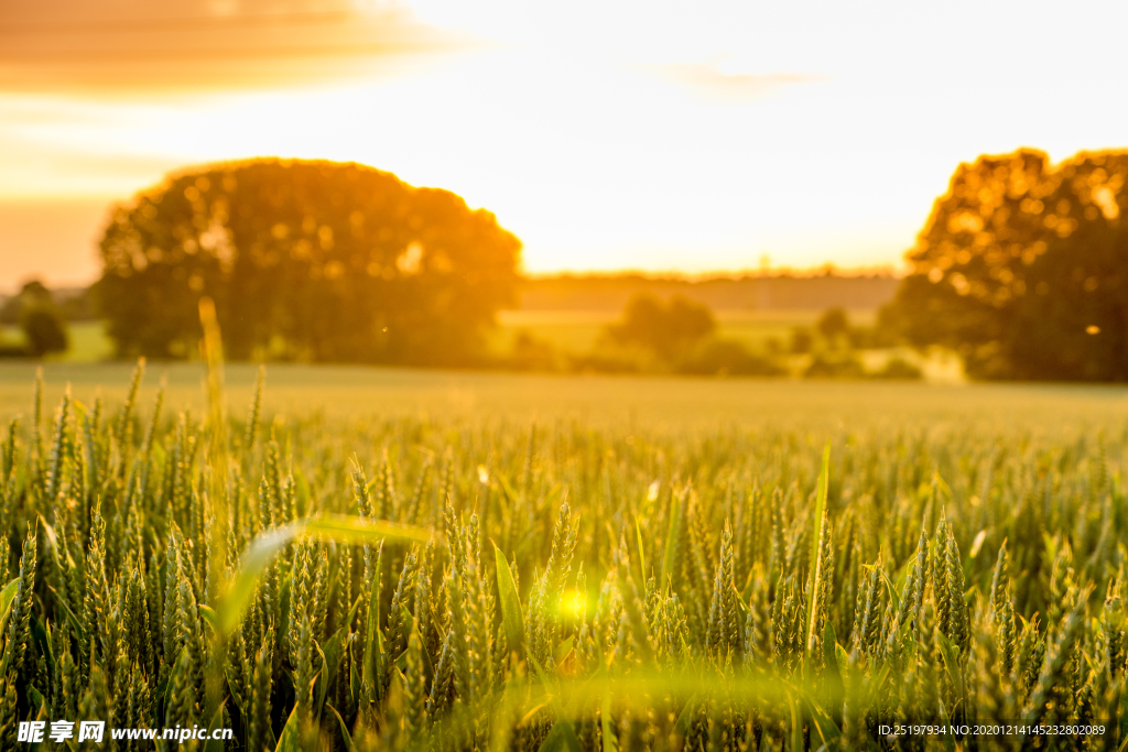 风景 小麦  黄昏