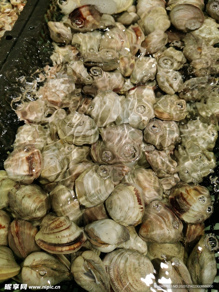 沙贝