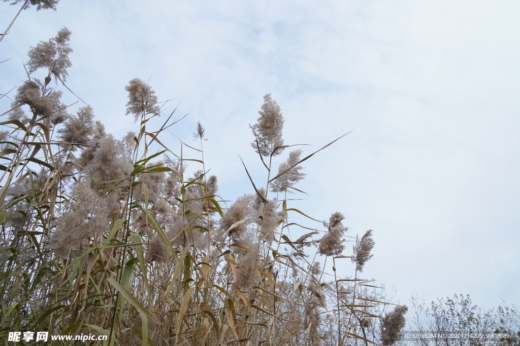 芦苇
