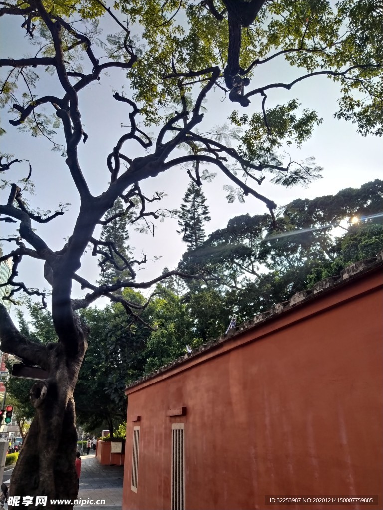 朦胧日下老树红墙