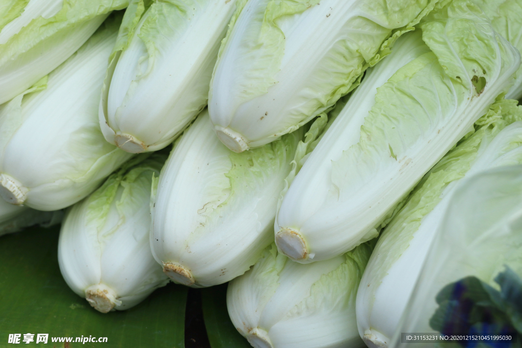 大白菜