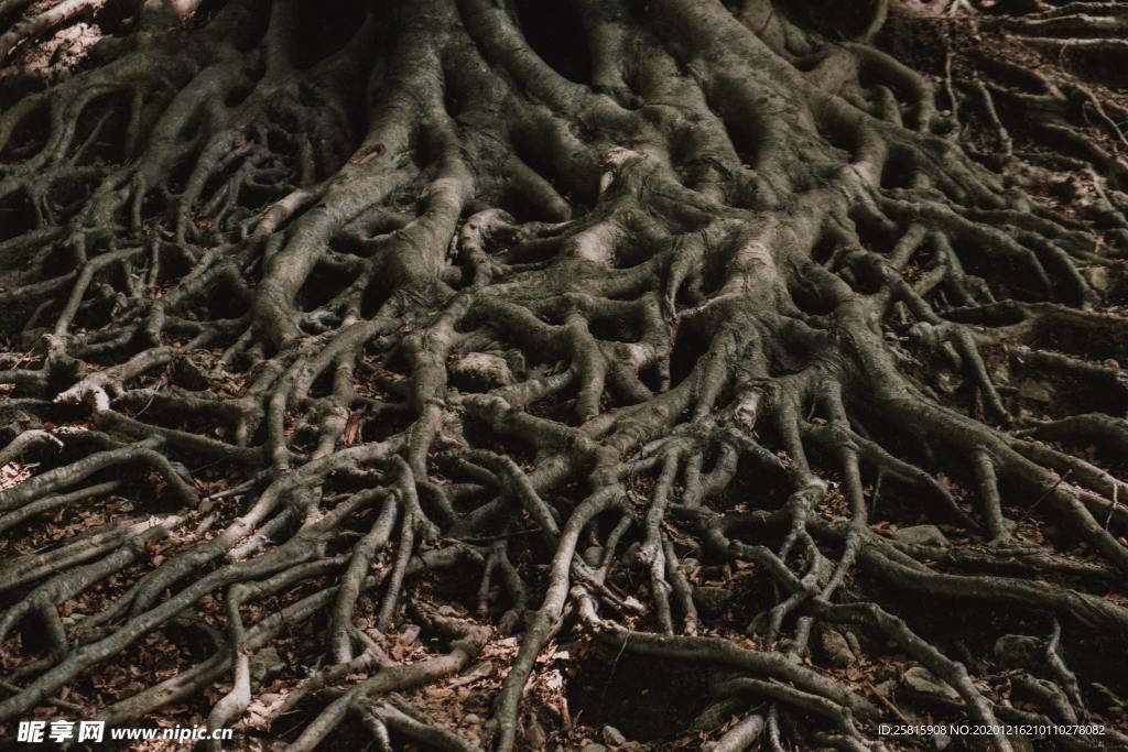 老树根