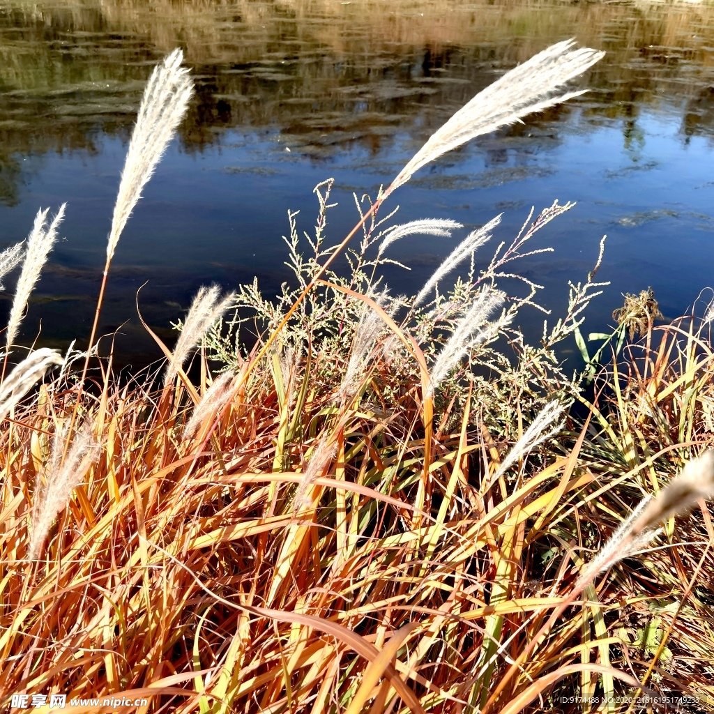 湖边 芦苇