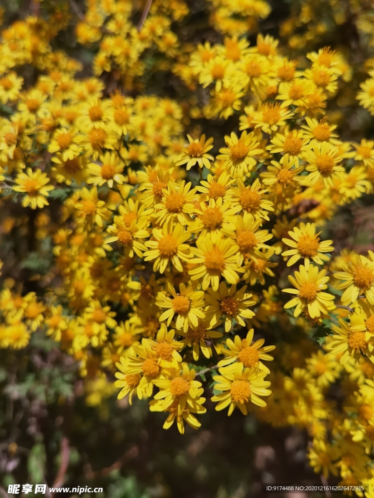野花 菊花 黄花