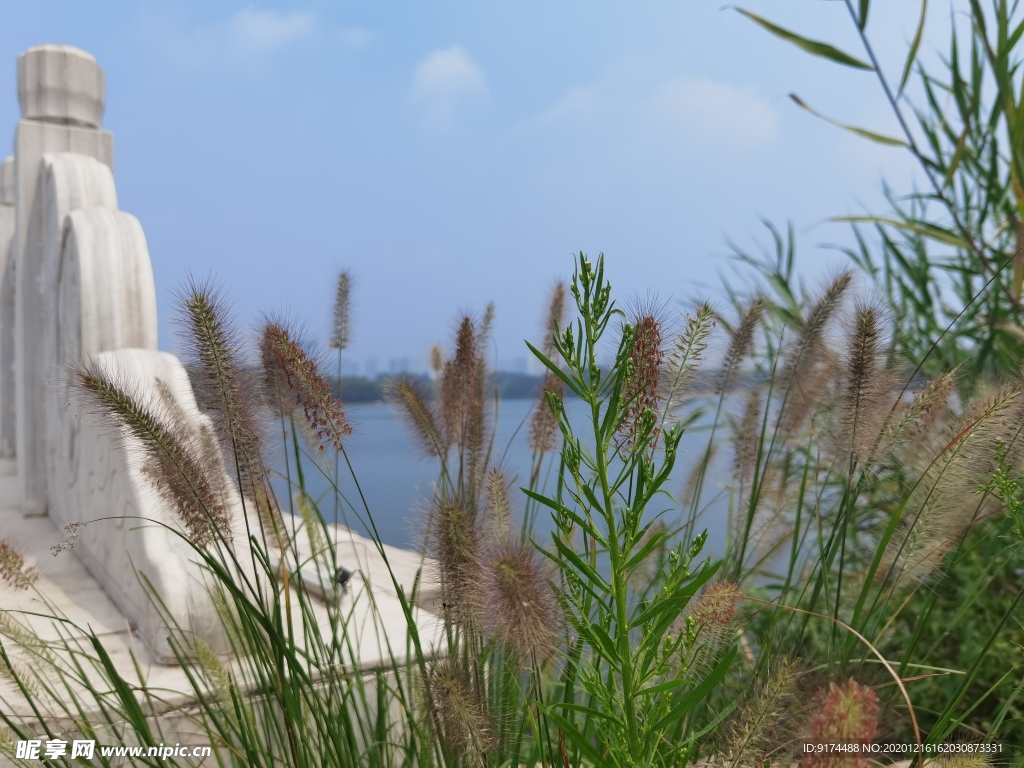 植物 芦苇 桥头