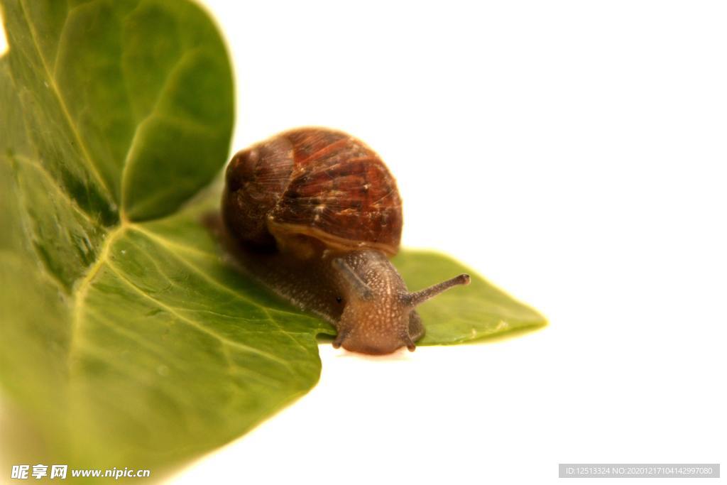 蜗牛