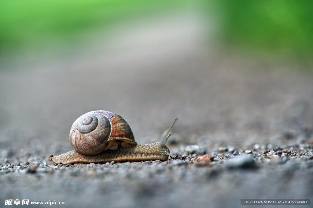 蜗牛