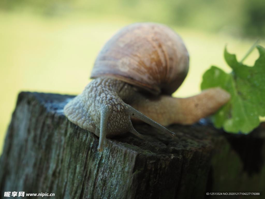 蜗牛