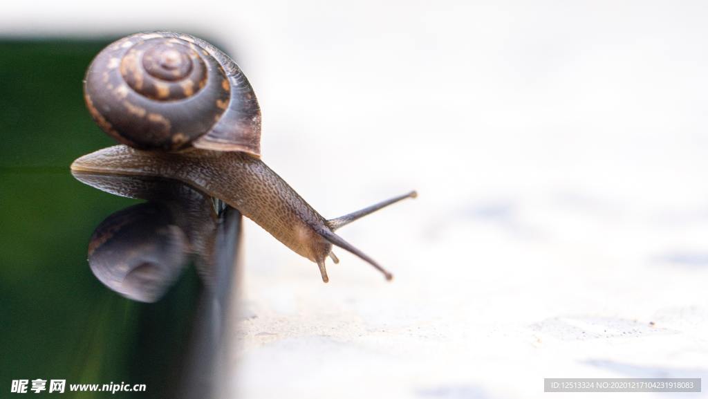 蜗牛