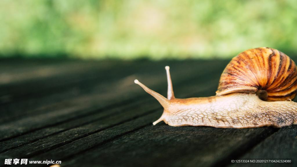 蜗牛