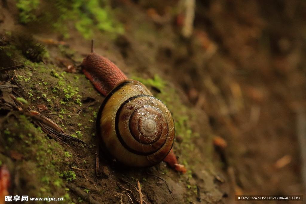 蜗牛