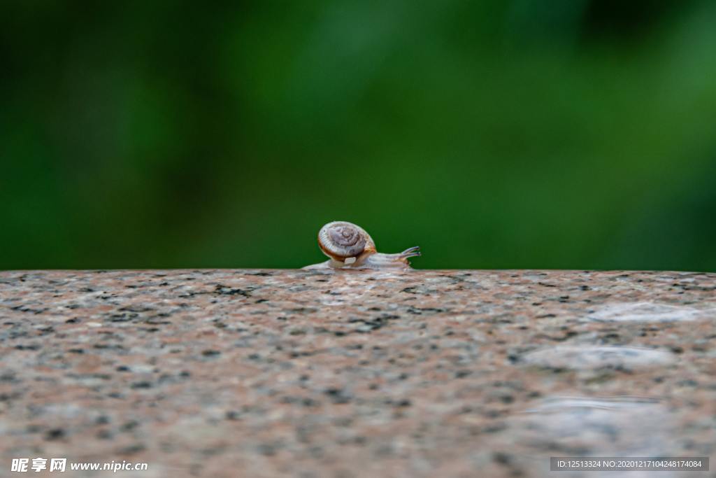 蜗牛