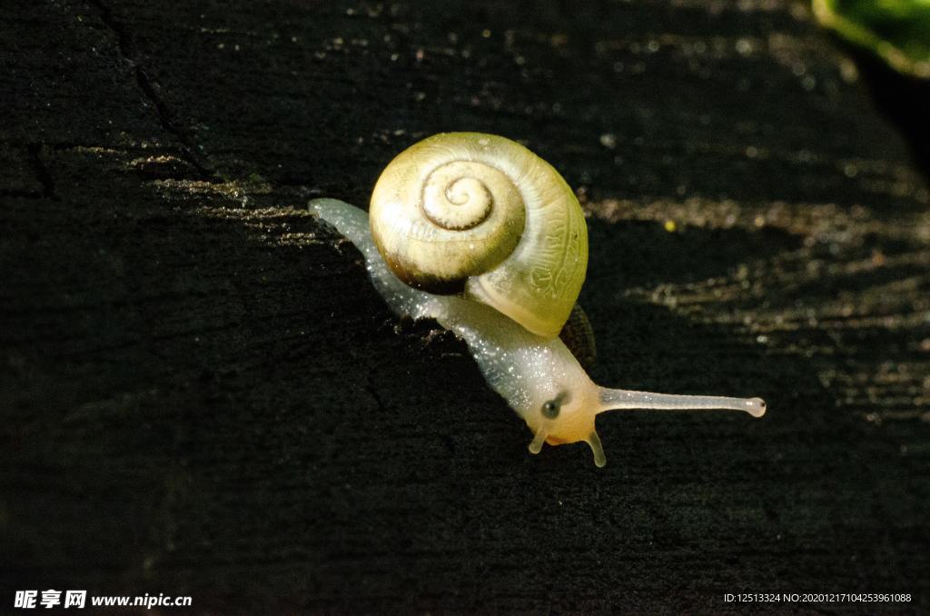 蜗牛