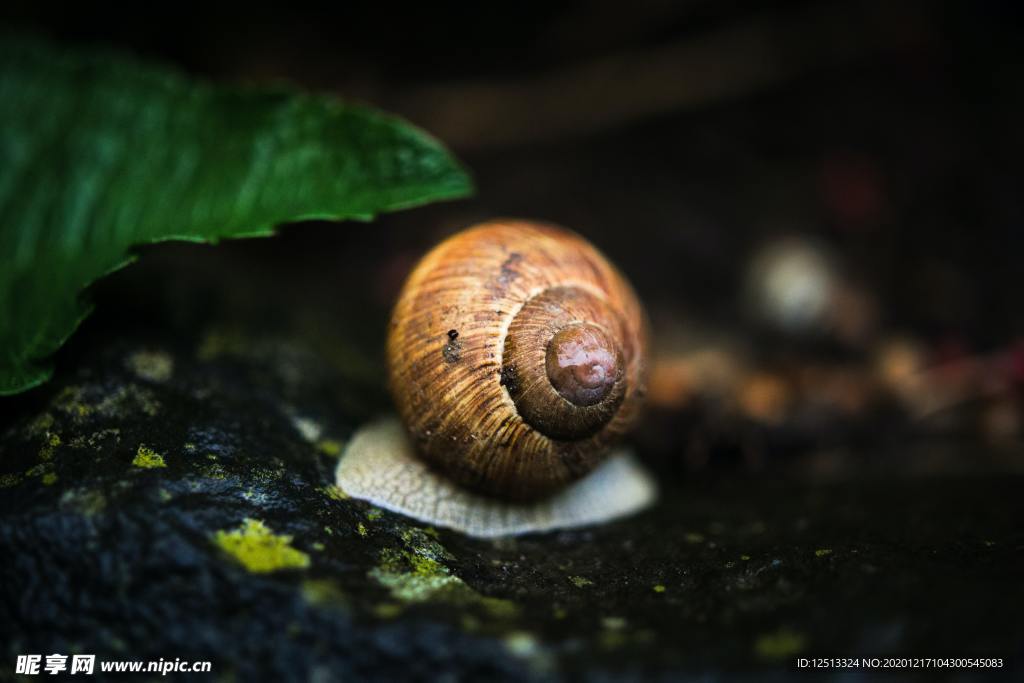 蜗牛