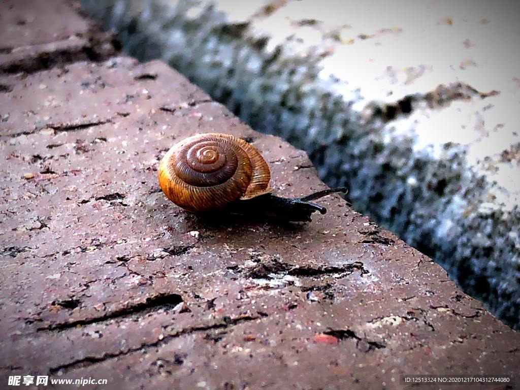 蜗牛