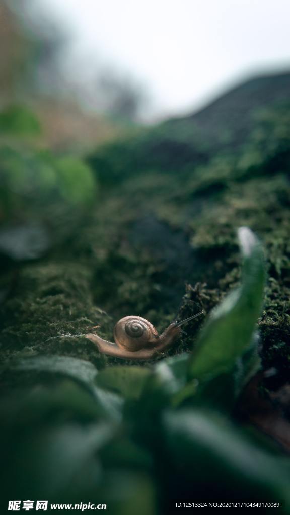 蜗牛