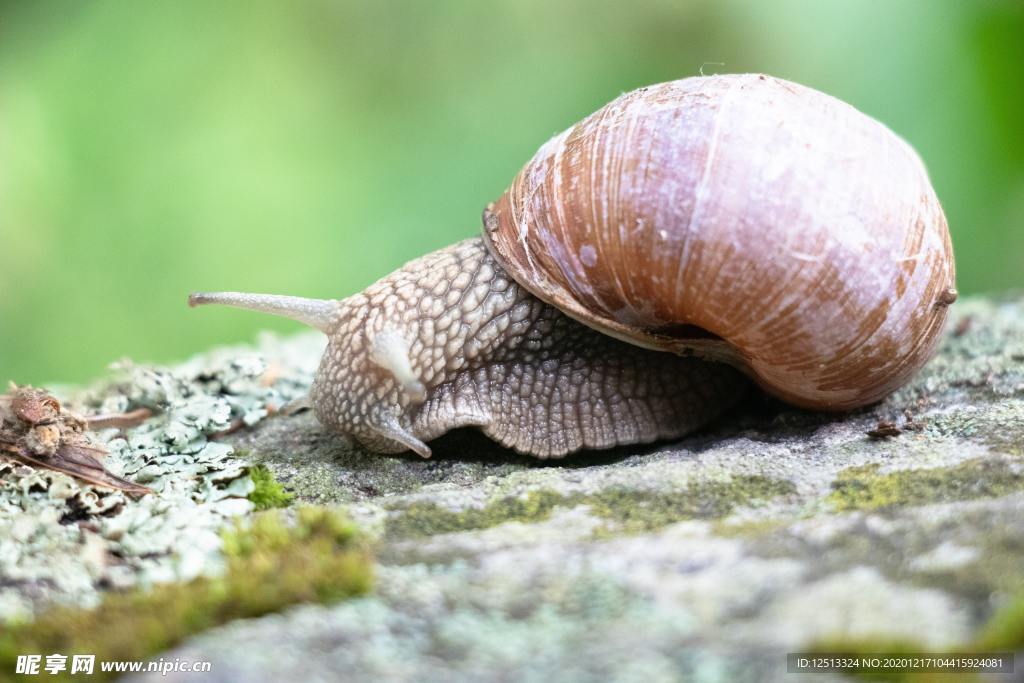 蜗牛