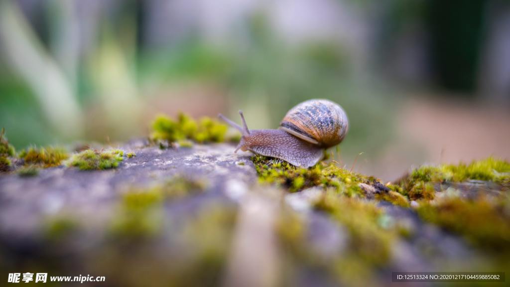 蜗牛