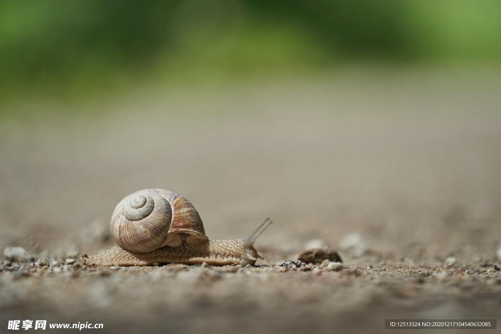 蜗牛