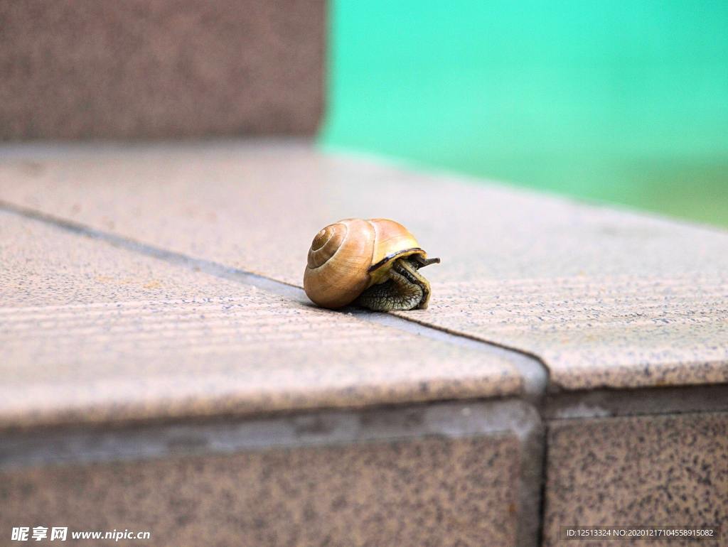 蜗牛