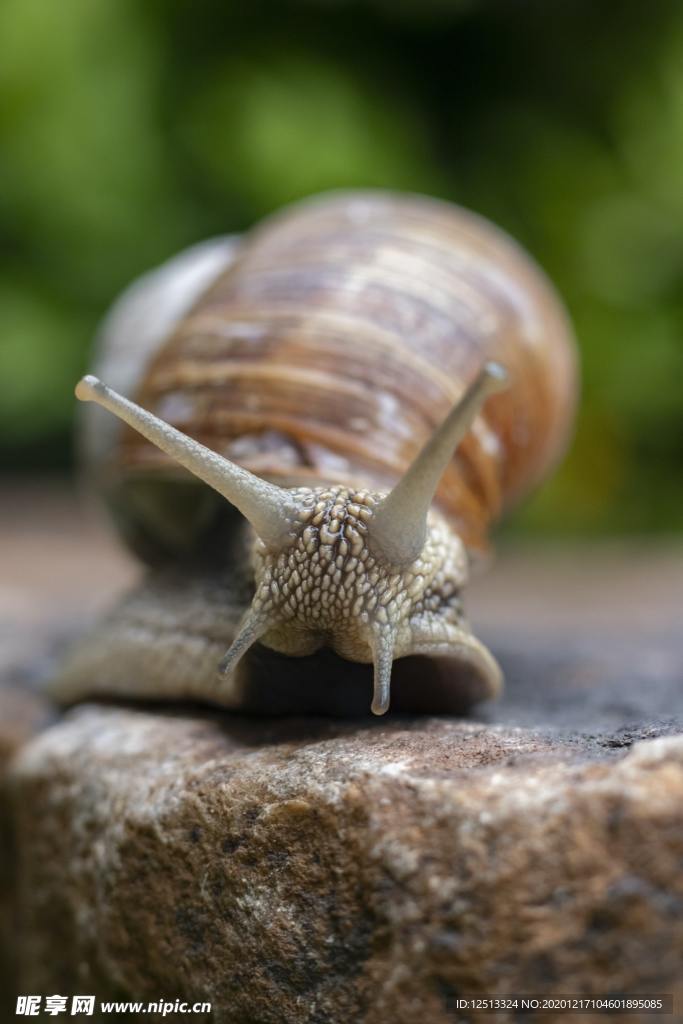 蜗牛