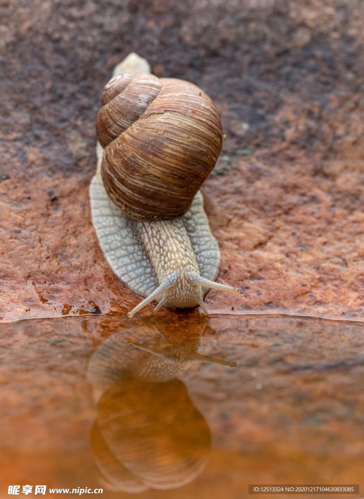 蜗牛