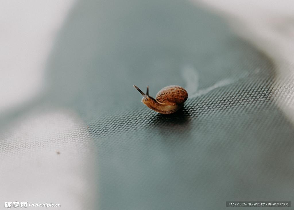 蜗牛