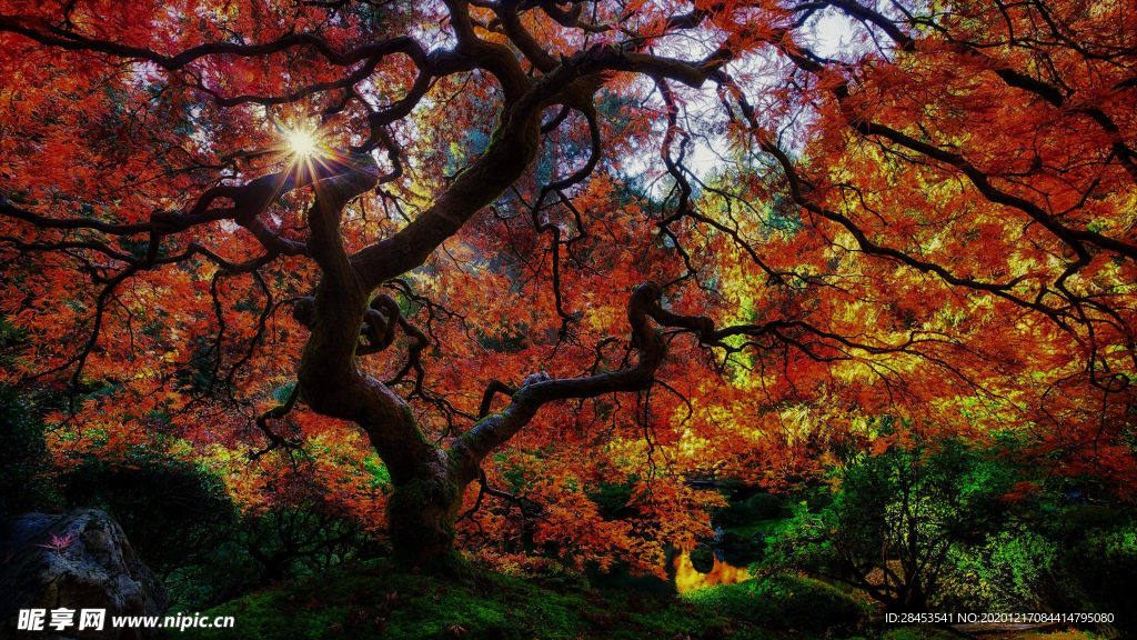 风景