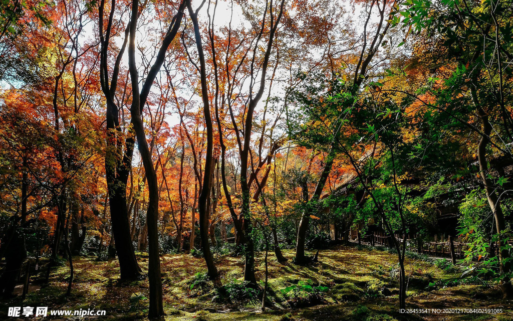 风景