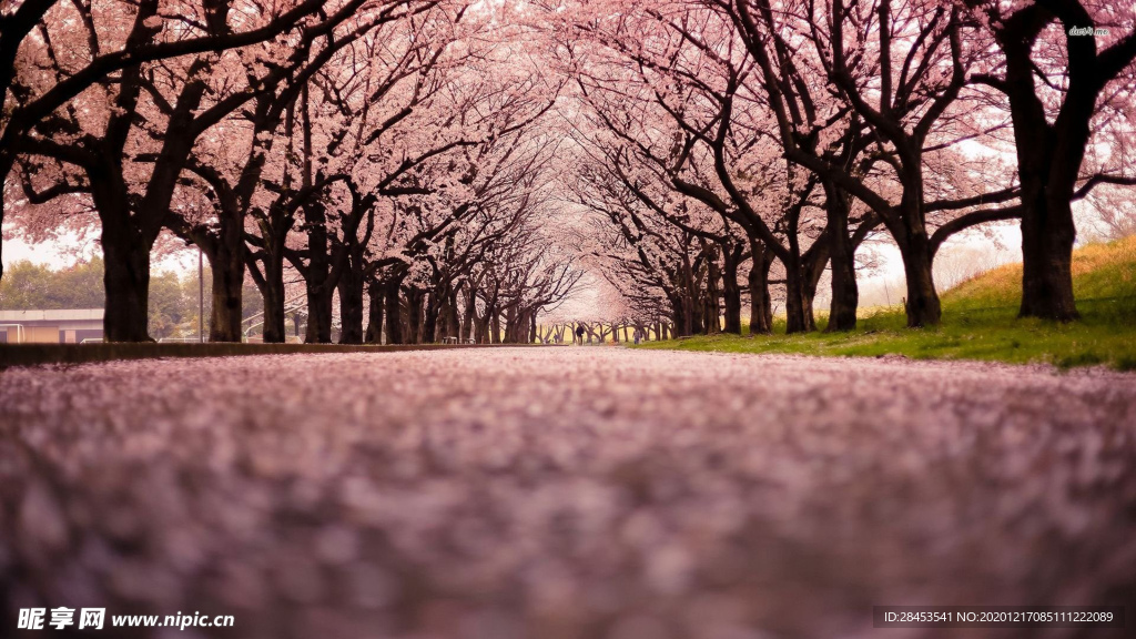 风景