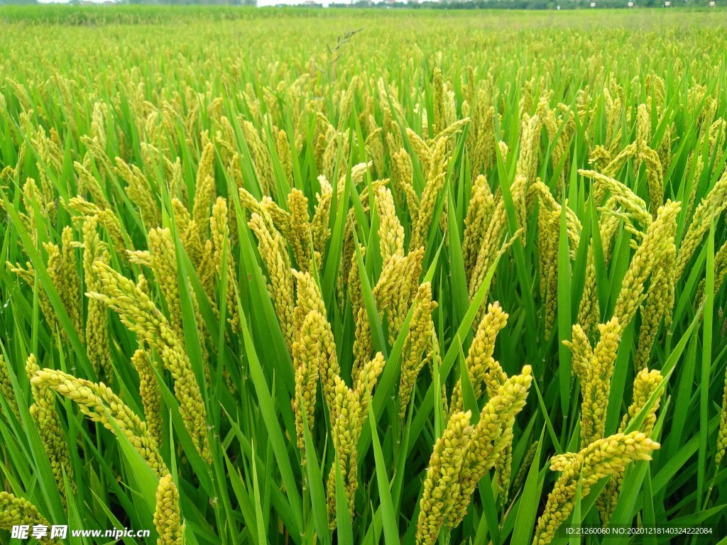 水稻图