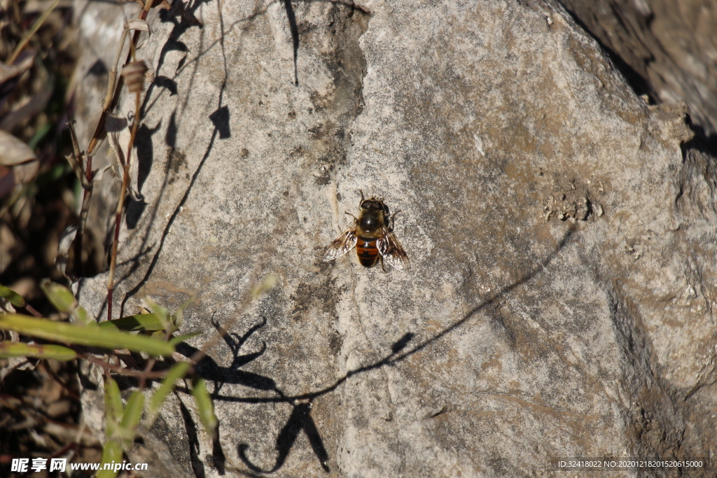贴在石上的蜜蜂